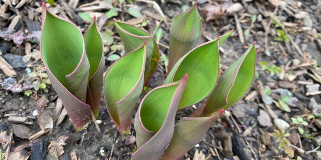 Yard waste collection begins April 3; spring cleanups to follow