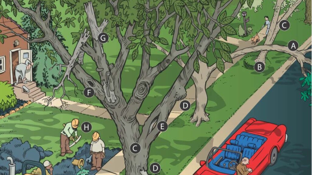 Mayor Neeley proposes matching funds to remove hazardous trees on homeowners’ private property