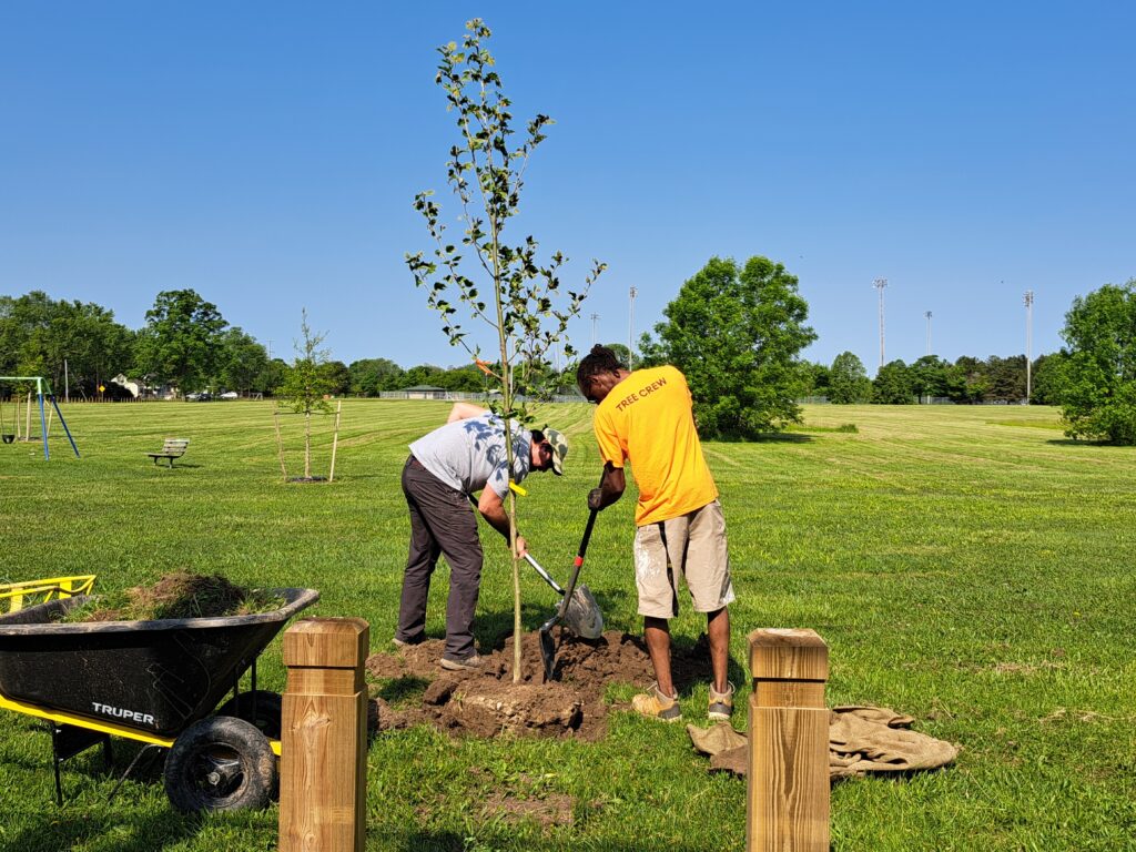 Two volunteers planting a tree in a park