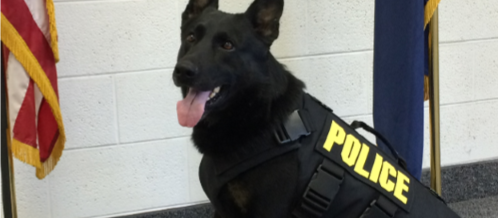Flint Police K9 Officer Edo Gets New Bullet Resistant Vest Thanks to Generous Support from the Community