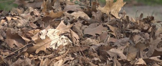 City of Flint to Offer Additional Leaf Pick-Up Opportunity Dec. 18-22